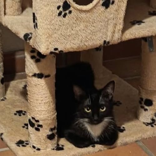 Chat milie à l adoption #0