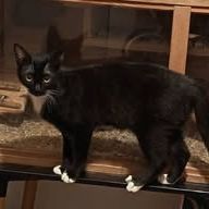 Chat milie à l adoption #2