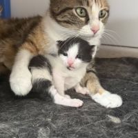 Chat lotus à la réservation