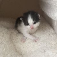 Chat citrus à la réservation