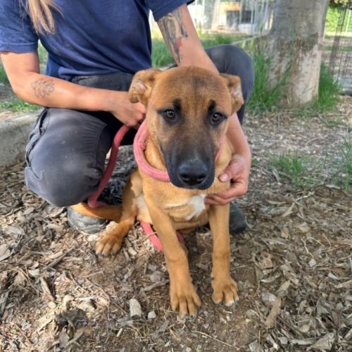 Sami, chiot femelle de 3 mois #3