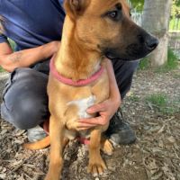 Sami, chiot femelle de 3 mois #2