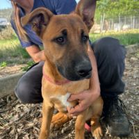 Sami, chiot femelle de 3 mois #4