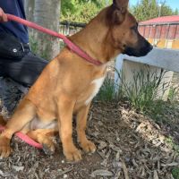 Sami, chiot femelle de 3 mois #5