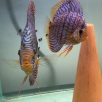 Vends discus adulte