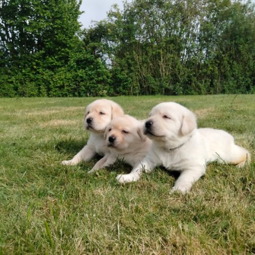 Chiots labrador sable lof à réserver #1