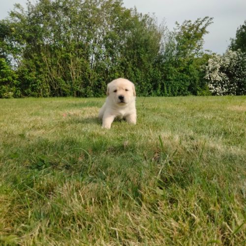 Chiots labrador sable lof à réserver #7