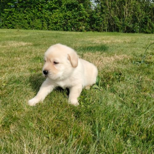 Chiots labrador sable lof à réserver #8