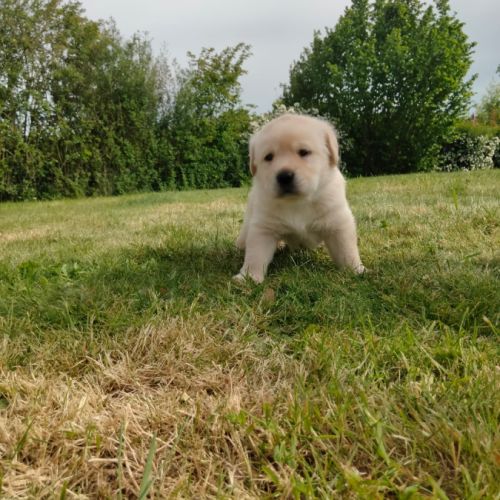 Chiots labrador sable lof à réserver #10