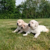 Chiots labrador sable lof à réserver #1