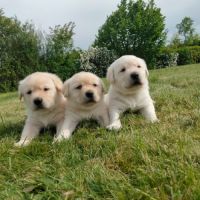 Chiots labrador sable lof à réserver #2