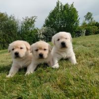 Chiots labrador sable lof à réserver #3
