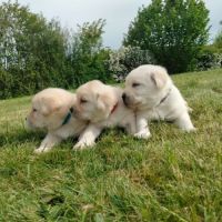 Chiots labrador sable lof à réserver #4