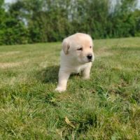 Chiots labrador sable lof à réserver #5