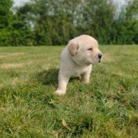 Chiots labrador sable lof à réserver #0