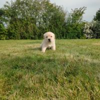 Chiots labrador sable lof à réserver #7