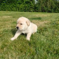 Chiots labrador sable lof à réserver #8