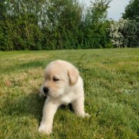 Chiots labrador sable lof à réserver #9