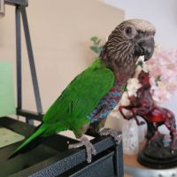 Perroquet du maillé