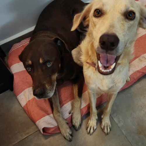 Suzie la belle et douce louloute #10