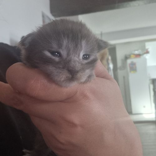 A réserver bebe maine coon #1