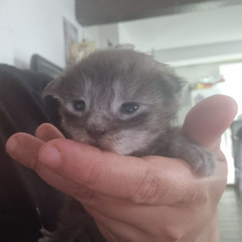 A réserver bebe maine coon #2