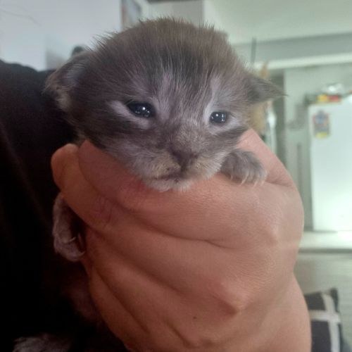 A réserver bebe maine coon