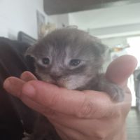 A réserver bebe maine coon #2