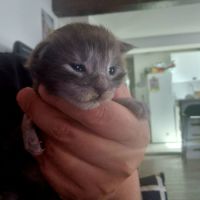 A réserver bebe maine coon #3