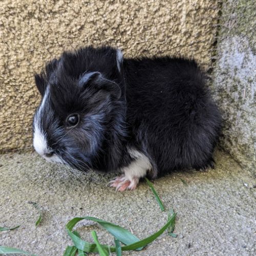 Bébé péruvien mâle #1