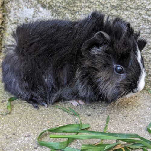 Bébé péruvien mâle #0