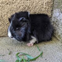 Bébé péruvien mâle #1