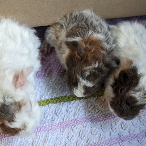 Bébés cochons d'inde lunkaryas mâles #2