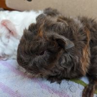 Bébés cochons d'inde lunkaryas mâles