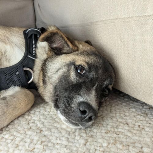 Jimi à l'adoption #2