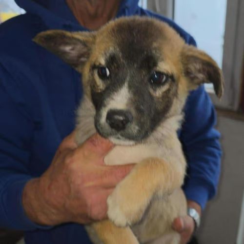Jimi à l'adoption #0