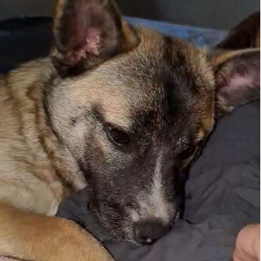 Jimi à l'adoption #8