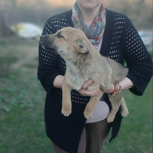 Jimi à l'adoption #9