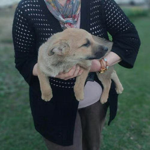 Jimi à l'adoption #10