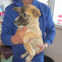 Jimi à l'adoption #1