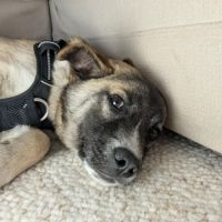 Jimi à l'adoption #2