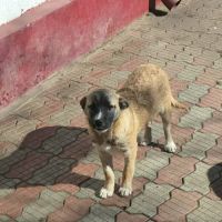 Jimi à l'adoption #3