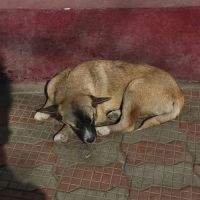 Jimi à l'adoption #6