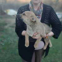 Jimi à l'adoption #9