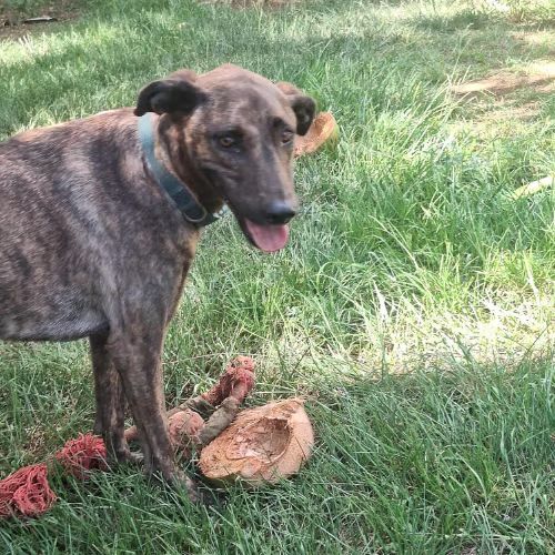 Haru le chien de famille #4