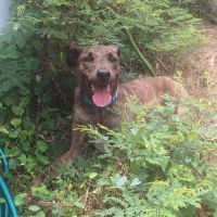 Haru le chien de famille #1