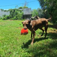 Haru le chien de famille #2