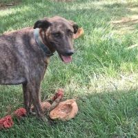 Haru le chien de famille #4