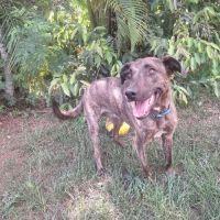 Haru le chien de famille #5