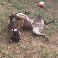 Haru le chien de famille #10